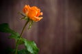 One beautiful orange rose on wooden table Royalty Free Stock Photo