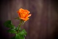 One beautiful orange rose on wooden table Royalty Free Stock Photo