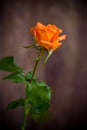 One beautiful orange rose on wooden table Royalty Free Stock Photo