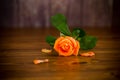 One beautiful orange rose on wooden table Royalty Free Stock Photo