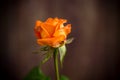 One beautiful orange rose on wooden table Royalty Free Stock Photo