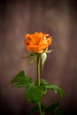 One beautiful orange rose on wooden table Royalty Free Stock Photo