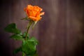 One beautiful orange rose on wooden table Royalty Free Stock Photo