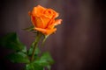 One beautiful orange rose on wooden table Royalty Free Stock Photo