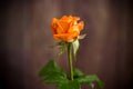 One beautiful orange rose on wooden table Royalty Free Stock Photo