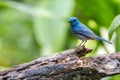 Pale Blue Flycatcher-blue bird