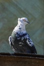 One beautiful pigeon resting on the roof