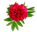 One beautiful pink peony closeup on isolated background