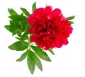 One beautiful pink peony closeup on isolated background