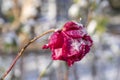 One beautiful pink/red rose under the first white snow