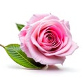 One beautiful pink rose isolated on a white background. Royalty Free Stock Photo