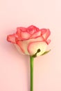 One beautiful pink rose on a pink background. Soft focus