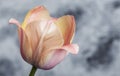 one beautiful pink tulip on vintage background