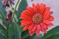 One Beautiful Red Daisy Flower, Arizona Gardening Royalty Free Stock Photo