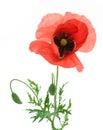 One beautiful red poppy.