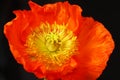 One beautiful red poppy on blac background Royalty Free Stock Photo