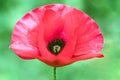 One beautiful red poppy blooms on the field. Flower for Remembrance Day, Memorial Day, Anzac Day. Soft focus, blur background. Royalty Free Stock Photo