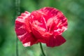 Anzac Day. One beautiful red poppy blooms on the field. Flower for Remembrance Day in New Zealand, Australia, Canada and UK. Royalty Free Stock Photo