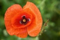 One beautiful red poppy flower, closw-up Royalty Free Stock Photo