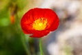 One beautiful red poppy isolated on garden background Royalty Free Stock Photo