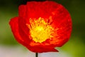 One beautiful red poppy isolated on garden background Royalty Free Stock Photo