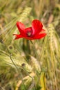 One beautiful red poppy wildflower in a wheat field Royalty Free Stock Photo