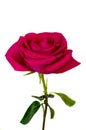 One beautiful red rose isolated on white background Royalty Free Stock Photo
