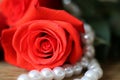 One beautiful red rose lying ona woodentable a white pearl necklace. Macro.