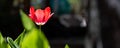 One beautiful red tulip flower with fresh green leaves growing in home garden backyard backlit with warm sun against Royalty Free Stock Photo