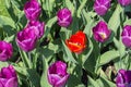 One beautiful red tulip is growing amongst many purple tulips. The Dutch tulip field Royalty Free Stock Photo