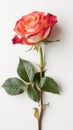 One beautiful rose close up isolated on a grey background.