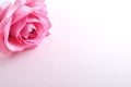 One beautiful rose on a white background. Valentine`s Day. Place for text