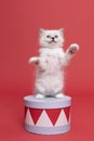 One beautiful sacred burmese cat kitten standing on a box in studio close-up, luxury cat, red background Royalty Free Stock Photo