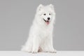 Portrait of smart beautiful Samoyed dog, puppy posing isolated on grey studio background