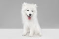 Portrait of smart beautiful Samoyed dog, puppy posing isolated on grey studio background