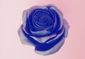 One beautiful shiny blue Rose Bud close up Royalty Free Stock Photo