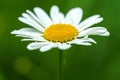 One beautiful single marguerite flower with soft green background Royalty Free Stock Photo