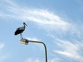 One beautiful stork bird on lamp, Lithuania