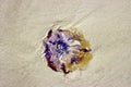 one beautiful violet colored jellyfish on the beach of Terschelling