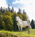 One beautiful white horse on a field