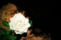 One beautiful white rose Royalty Free Stock Photo