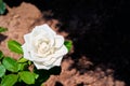 One beautiful white rose Royalty Free Stock Photo
