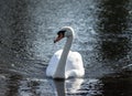 One beautiful white swan swims through the dark, black water Royalty Free Stock Photo