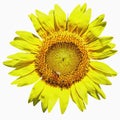 One beautiful yellow sunflower white background Royalty Free Stock Photo