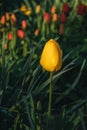 One beautiful yellow tulip on a blurry green background. Royalty Free Stock Photo