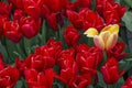 One beautiful yellow tulip with many red ones Royalty Free Stock Photo