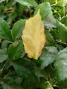 one beautiful yellow withered leaves