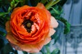 One beauty, spring orange, persian flower buttercup ranunculus macro. Rustic style, still life. Colorful holiday Royalty Free Stock Photo