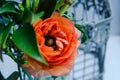 One beauty, spring orange, persian flower buttercup ranunculus macro. Rustic style, still life. Colorful holiday Royalty Free Stock Photo