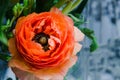 One beauty, spring orange, persian flower buttercup ranunculus macro. Rustic style, still life. Colorful holiday Royalty Free Stock Photo
